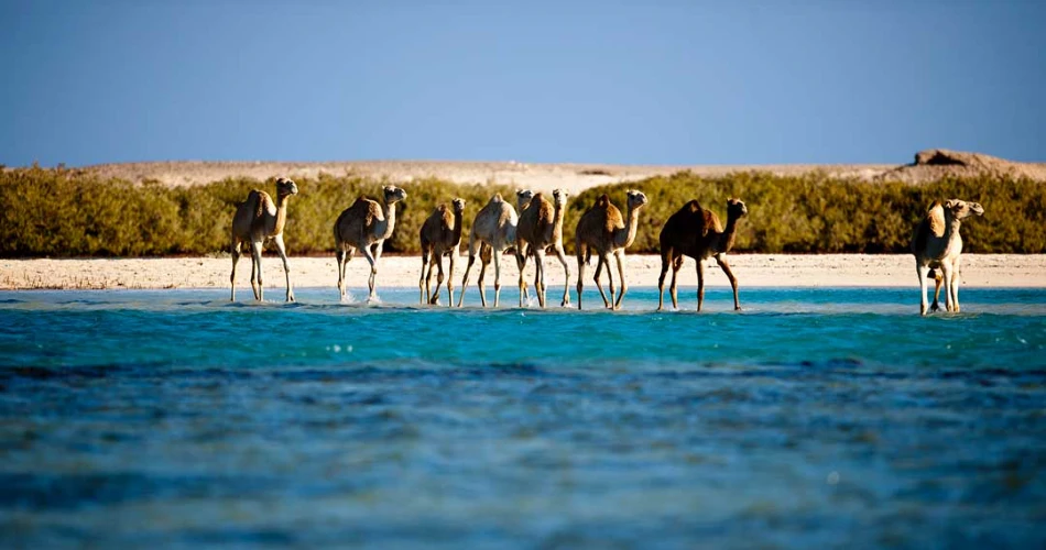 Sentido Oriental Dream Resort Marsa Alam: An Unforgettable Red Sea Escape